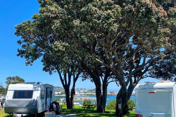 Oceanview sites with caravans under large trees